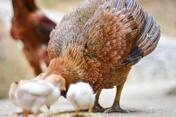 Chicken, farming and agriculture on grass, field or outdoor for free range eating, organic or sustainable farm. Poultry, birds or animal for protein, meat or pet in nature together for sustainability