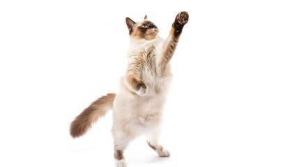 Obraz premium A White and Brown Cat Standing on Hind Legs with One Paw Raised