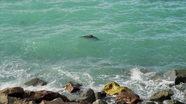 A New Zealand fur seals plays in the ocean near Oamaru, South Island