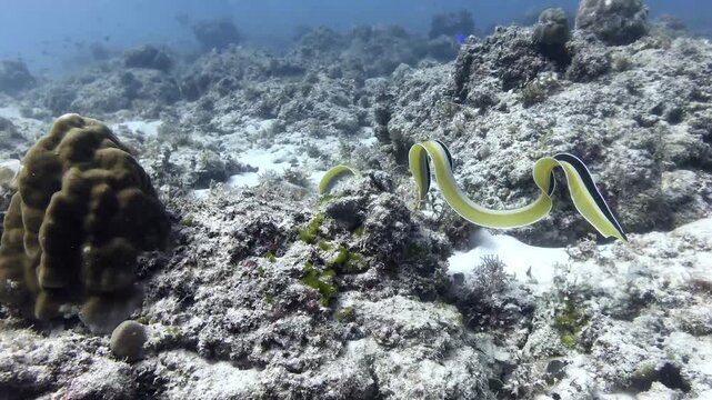 Ribbon eel swimming over coral reef searching for a hide out