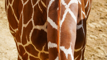Giraffe skin,  natural authentic wild animal hide, safari background and fur texture in brown and white natural pattern. African influence background with copy-space, room for text and logo