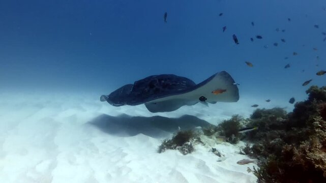 Black spotted stingray swimming over coral reef and white sand close to the camera