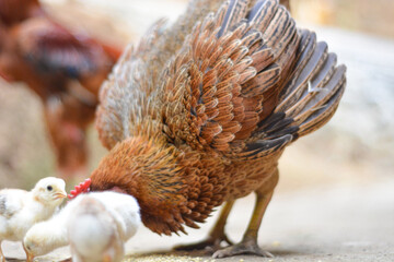 Chicken, farming and agriculture on grass, field or outdoor for free range eating, organic or sustainable farm. Poultry, birds or animal for protein, meat or pet in nature together for sustainability