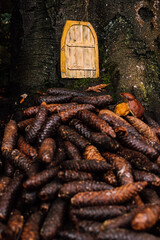 Tiny handmade wooden door in a tree cave behind a pile of cones. Concept of fantasy passage, elf or gnome house, and secrets