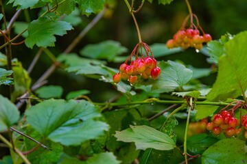 Red berries and green leaves in a forest setting