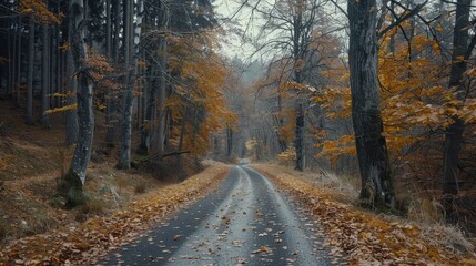 Fototapeta premium A scenic view of a road surrounded by trees and covered in fallen leaves