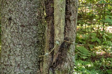 Close-up of tree trunks with bark detail in forest