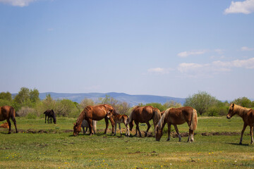 Horses grazing on summer meadow