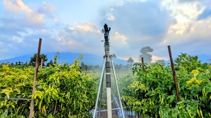 Manual watering of chili plants in the dry season in chili fields on the slopes of Mount Sindoro
