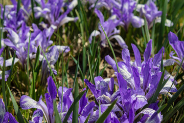 Iris versicolor is also commonly known as the blue flag, harlequin blueflag, larger blue flag,...