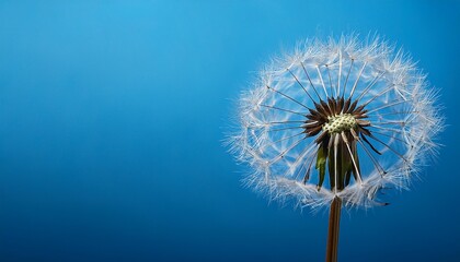 Obraz premium dandelion on blue background, flowers, stem, blowball, head, seeds, growth, light, beauty, single, botany