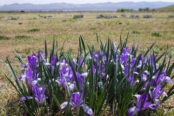Iris versicolor is also commonly known as the blue flag, harlequin blueflag, larger blue flag,...