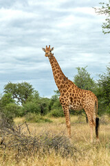 South African Giraffe (Giraffa giraffa giraffa) or Cape giraffe searching for water and food on the savanna in Kruger National Park in South Africa