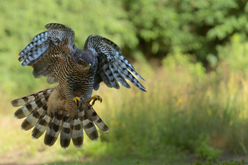 Northern goshawk (accipiter gentilis) searching for food and flying in the forest of Noord Brabant in the Netherlands
