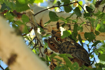 the owl in birch tree