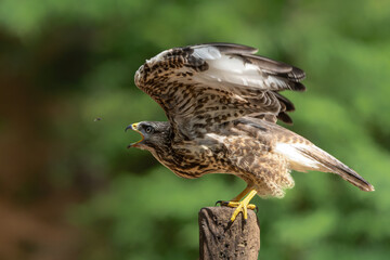 Common Buzzard (Buteo buteo) on a pole in the forest looking for other birds of prey in Noord Brabant in the Netherlands.  Green forest background