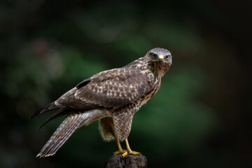 Common Buzzard (Buteo buteo) on a pole in the forest looking for other birds of prey in Noord Brabant in the Netherlands.  Green forest background