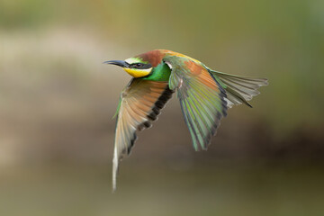 European bee-eater (Merops apiaster) in flight in Gelderland in the Netherlands.