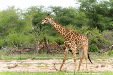 South African Giraffe (Giraffa giraffa giraffa) or Cape giraffe searching for water and food on the savanna in Kruger National Park in South Africa