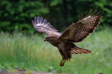 Common Buzzard (Buteo buteo) flying in the forest of Noord Brabant in the Netherlands.  Green...