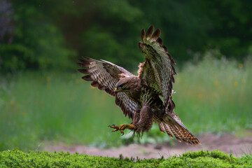 Common Buzzard (Buteo buteo) flying in the forest of Noord Brabant in the Netherlands.  Green forest background