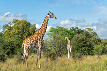 South African Giraffe (Giraffa giraffa giraffa) or Cape giraffe searching for water and food on the savanna in Kruger National Park in South Africa