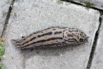 Obraz premium A great grey slug in close-up