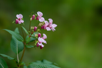 Rosa blühende Blumen