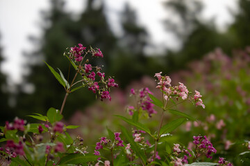Rosa blühende Blumen
