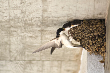 Western house martin or Delichon urbicum