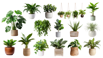 PNG potted houseplant set, transparent background