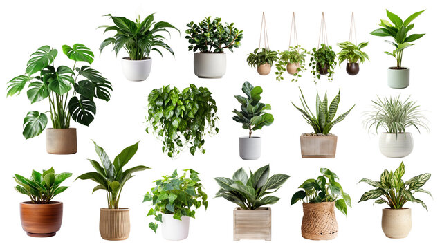 PNG potted houseplant set, transparent background