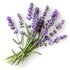 Fototapeta premium bunch of lavender flowersisolated on white background
