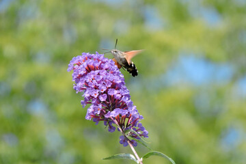 A hummingbird hawk-moth feeding on the nectar of purple buddleia flowers using its long proboscis while hovering in the air