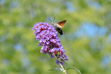 A hummingbird hawk-moth feeding on the nectar of purple buddleia flowers using its long proboscis while hovering in the air