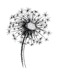 The sketch of field dandelion with seeds.
