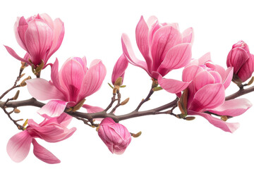 Delicate Magnolia Blooms in Springtime