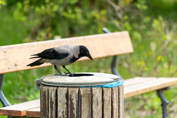 bird on a trash bin looking for food