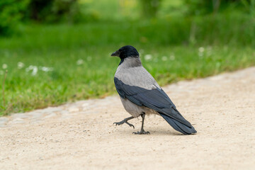 crow on the ground