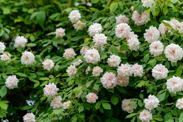 pastel pink roses in the garden