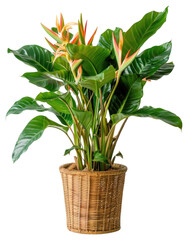 PNG Tropical indoor plant in basket
