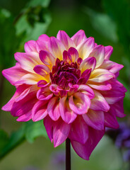 single dahlia flower in the garden.
