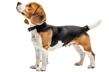 A curious beagle dog looking upwards, showcasing its playful nature and distinctive coat. Perfect for pet lovers and animal themes.