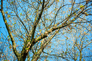 colorful tree branches against blue sky