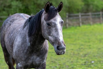 Obraz premium portrait of a horse