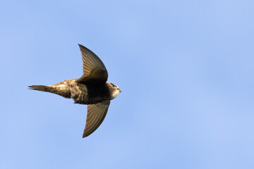 Common Swift