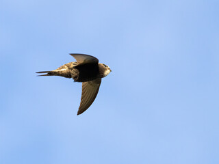 Common Swift