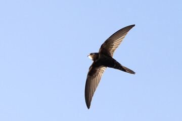 Common Swift