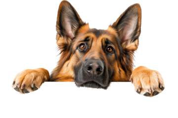 A curious and friendly German Shepherd peeks over a surface, showcasing its intelligent eyes and expressive ears.
