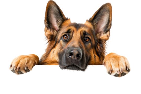 A curious and friendly German Shepherd peeks over a surface, showcasing its intelligent eyes and expressive ears.